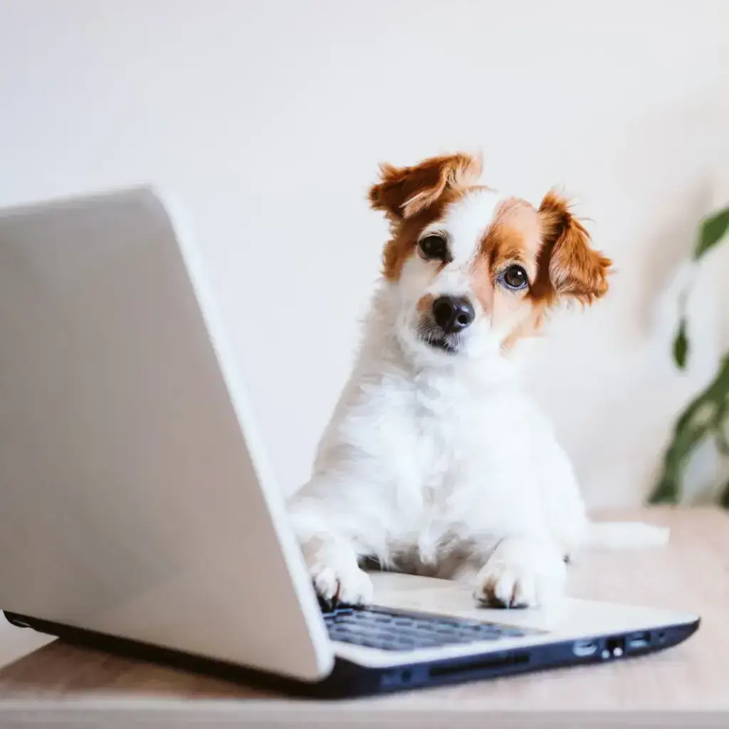 Online Vortrag Hundetraining